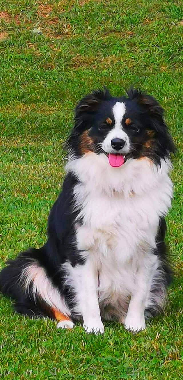 Sarah a rejoint le concours — aidez-le/la à gagner de superbes lots ! carnivore, companion_dog, dog, dog_breed, grass, herding_dog, plant, sporting_group, terrestrial_animal, working_dog