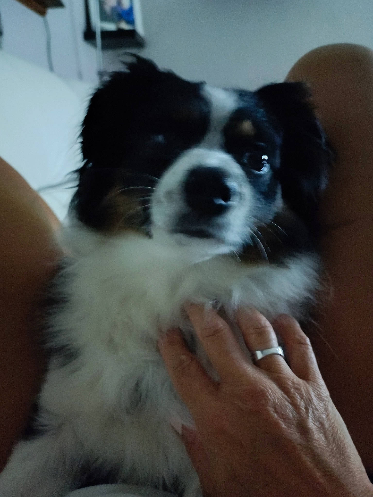 Sarah participe au concours pour gagner de l'argent avec cette photo : australian_shepherd, border_collie, bored, canidae, carnivore, companion_dog, dog, dog_breed, fur, herding_dog, sporting_group, whiskers, working_animal, working_dog