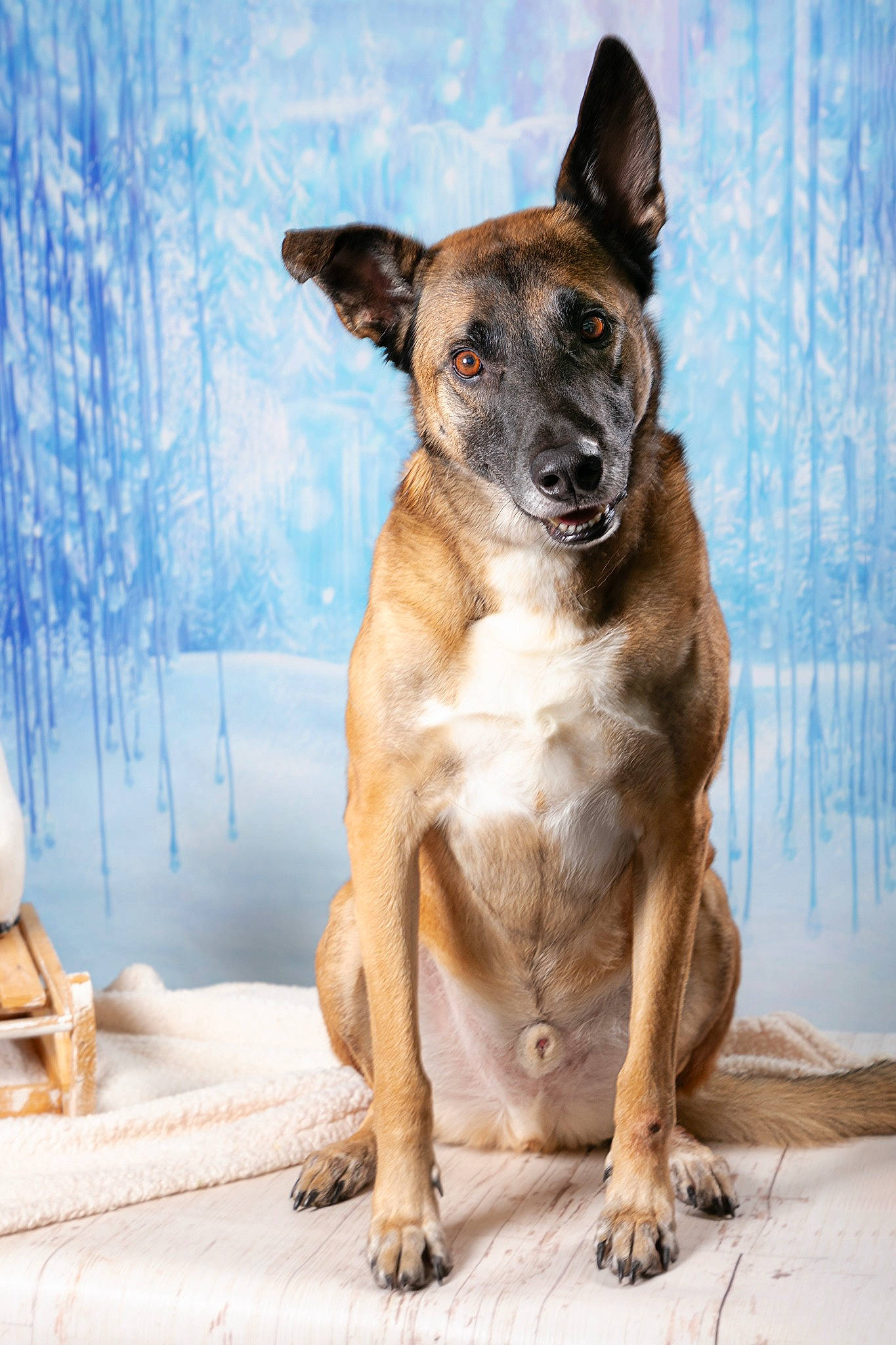 Mikay a rejoint le concours — aidez-le/la à gagner de superbes lots ! ancient_dog_breeds, bored, canidae, carnivore, collar, companion_dog, dog, dog_breed, dog_collar, fawn, guard_dog, hunting_dog, non_sporting_group, snow, sporting_group, tree, whiskers, winter, working_animal, working_dog