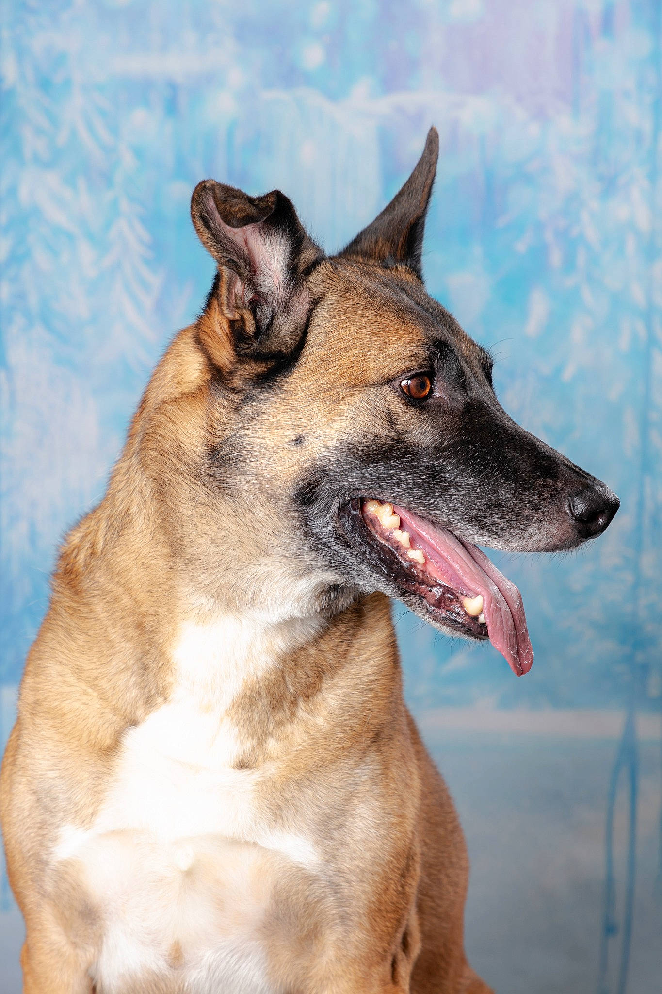 Mikay participe au concours pour gagner de l'argent avec cette photo : ancient_dog_breeds, canidae, carnivore, collar, companion_dog, dog, dog_breed, dog_collar, fang, fur, jaw, pet_supply, snout, sporting_group, terrestrial_animal, whiskers, working_animal, working_dog