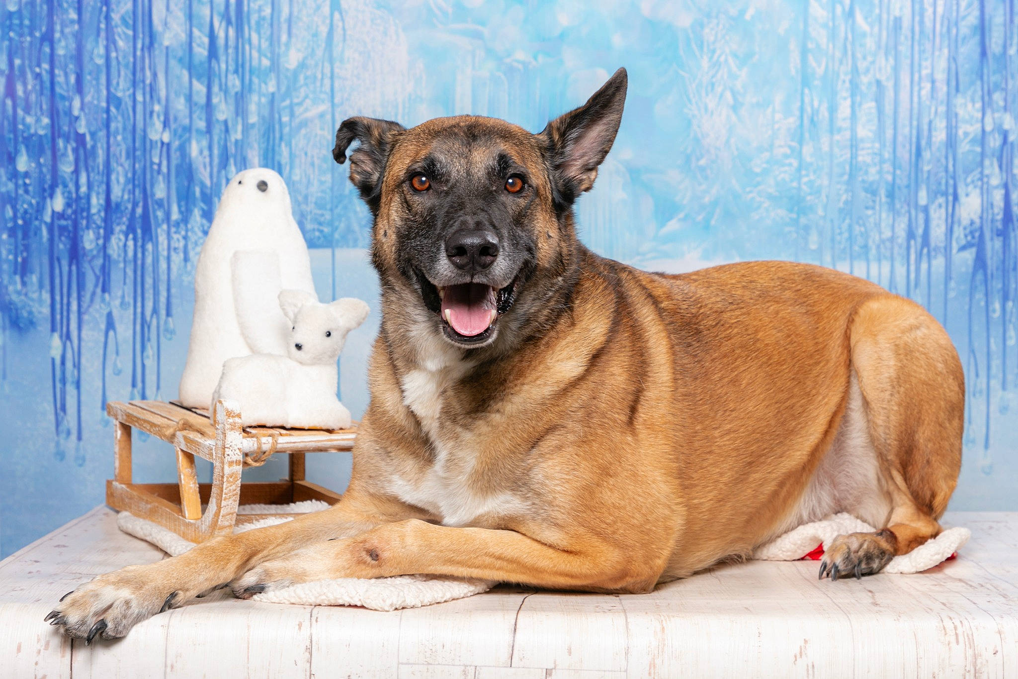 Mikay participe au concours pour gagner de l'argent avec cette photo : ancient_dog_breeds, blue, canidae, carnivore, collar, companion_dog, dog, dog_breed, dog_collar, fawn, giant_dog_breed, guard_dog, snout, sporting_group, water, wildlife, wood, working_animal, working_dog