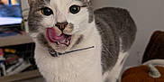 Rocket a rejoint le concours — aidez-le/la à gagner de superbes lots ! cat, gray_and_white, licking, indoor, pet, feline, playful, cute, collar, closeup, animal, whiskers, paws, fur, domestic, household, decor, pumpkin, television, furniture