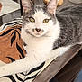 cat, gray_and_white, table, table_runner, green_eyes, domestic_cat, indoor, feline, curious, relaxed, wooden_table, glass, paper_towel, kitchen, basket, fur, pet, animal, domestic, home