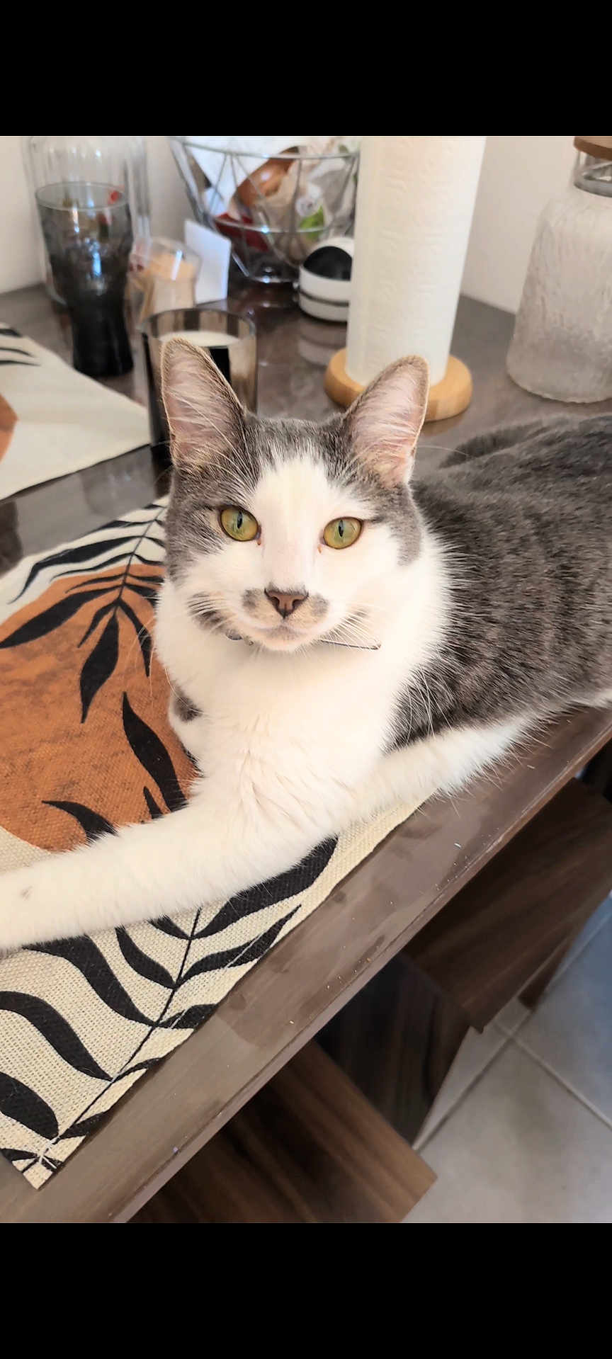 Rocket participe au concours pour gagner de l'argent avec cette photo : cat, gray_and_white, table, table_runner, green_eyes, domestic_cat, indoor, feline, curious, relaxed, wooden_table, glass, paper_towel, kitchen, basket, fur, pet, animal, domestic, home