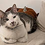 cat, gray_and_white, mustache_pattern, collar, blanket, pumpkin_pillow, cozy, indoor, pet, feline, cute, resting, relaxed, soft_texture, home, animal, whiskers, ears, fur, close_up