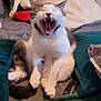 Rocket participe au concours pour gagner de l'argent avec cette photo : cat, yawning, pet, bed, blanket, pillow, indoor, feline, white, gray, fur, mouth_open, teeth, cute, animal, resting, cozy, domestic, sleepy, soft