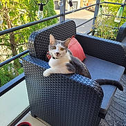 Rocket participe au concours pour gagner de l'argent avec cette photo : cat, balcony, outdoor_chair, wicker_furniture, cushion, string_lights, plant_pot, tile_floor, tree, building, car, pet, animal, relaxing, looking_at_camera, daylight, urban, greenery, curious, cozy