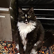 Putti joined the competition — help win amazing prizes! cat, black_and_white, tuxedo_cat, fluffy, sitting, carpet, patterned_rug, indoor, pet, animal, feline, whiskers, curious, tool_chest, metal_surface, floor, domestic, closeup, fur, eyes