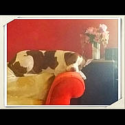 Achilles is registered to the contest to win money with this photo: animal, brown_and_white_dog, comfort, couch, cozy, decor, dog, domestic, flowers, furniture, home, indoor, living_room, nap, pet, red_couch, relaxing, resting, sleeping, vase