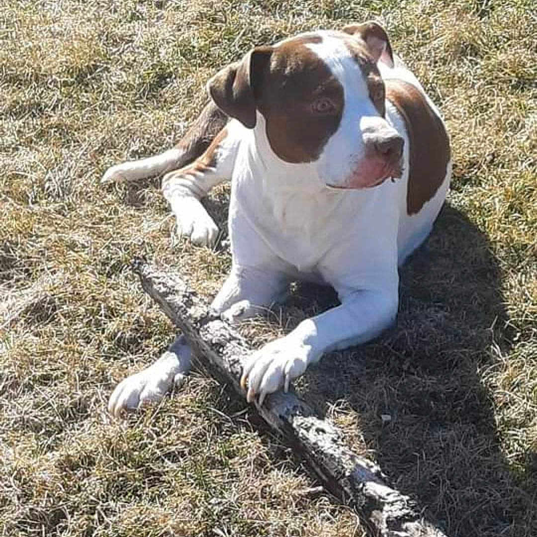 Achilles