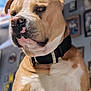 animal, background, canine, close_up, collar, dog, domestic_animal, furniture, house, indoor, large_dog, mammal, muscular, pet, picture_frame, portrait, serious, tan, wall, white