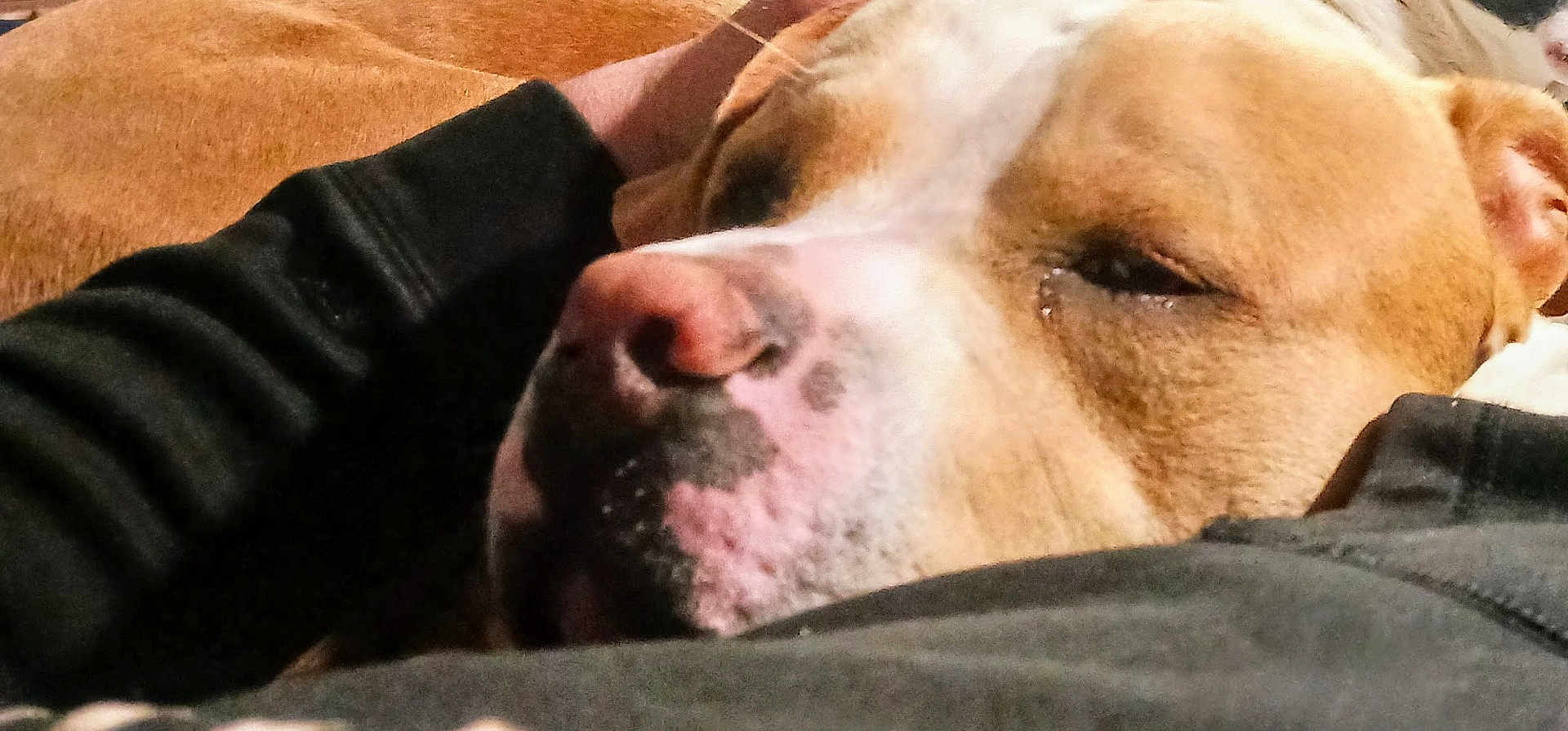 Hercules