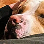 Hercules is registered to the contest to win money with this photo: black_clothing, brown, canine, close_up, comfort, companion, cuddle, dog, face, friendship, fur, human_arm, indoors, nose, pet, relaxation, resting, sleepy, soft_texture, white