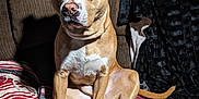 Hercules joined the competition — help win amazing prizes! animal, black_throw, blanket, brown_couch, companion, cozy, dog, domestic, ears, furniture, indoor, paw, pet, relaxed, sitting, stone_wall, striped_blanket, tail, tan_dog, white_markings
