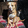 animal, black_throw, blanket, brown_couch, companion, cozy, dog, domestic, ears, furniture, indoor, paw, pet, relaxed, sitting, stone_wall, striped_blanket, tail, tan_dog, white_markings