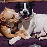 Hercules joined the competition — help win amazing prizes! affection, animal, black_and_white_dog, blanket, brown_dog, canine, companion, cuddle, cute, dog, dogs, friendship, fur, happy, indoor, lying_down, paw, pet, snout, tongue