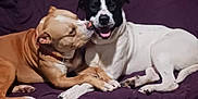 Hercules joined the competition — help win amazing prizes! affection, animal, black_and_white_dog, blanket, brown_dog, canine, companion, cuddle, cute, dog, dogs, friendship, fur, happy, indoor, lying_down, paw, pet, snout, tongue