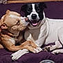affection, animal, black_and_white_dog, blanket, brown_dog, canine, companion, cuddle, cute, dog, dogs, friendship, fur, happy, indoor, lying_down, paw, pet, snout, tongue