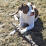 Hercules is registered to the contest to win money with this photo: alert, animal, brown_and_white, canine, daylight, dog, ears, fur, grass, guarding, laying, muzzle, nature, outdoor, paw, pet, playful, resting, shadow, stick