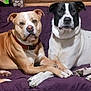 Hercules joined the competition — help win amazing prizes! animal, brown_dog, canine, collar, companions, couch, dog, domestic_animal, friendship, fur, household, indoor, looking_at_camera, paw_touch, pets, portrait, relaxed, resting, two_dogs, white_dog