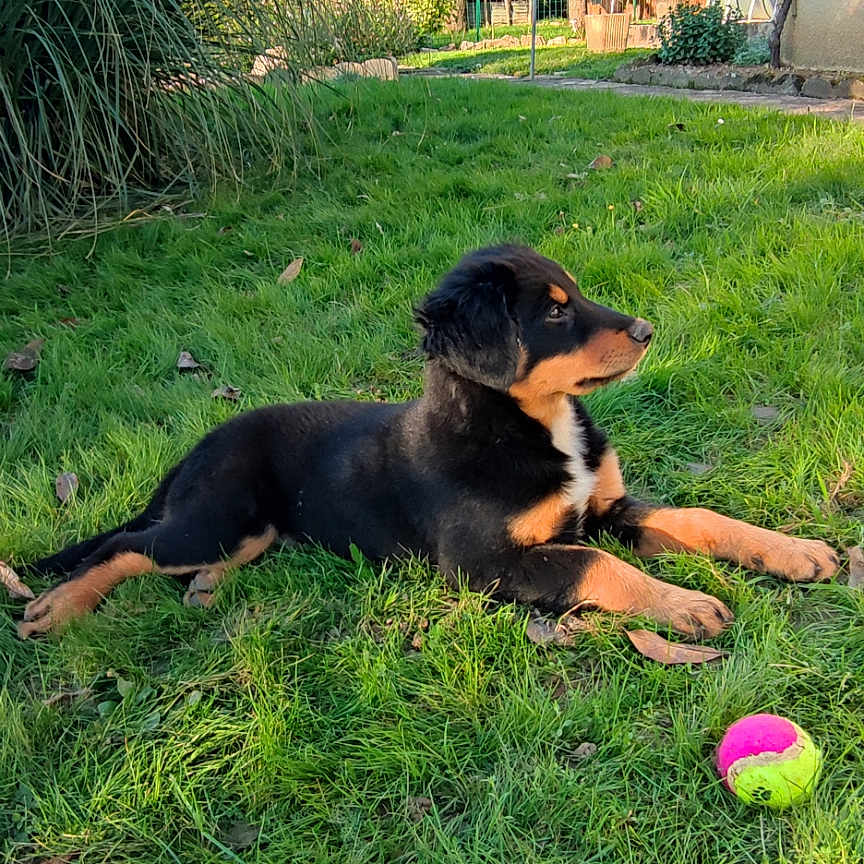 Vulcane a rejoint le concours — aidez-le/la à gagner de superbes lots ! animal, backyard, ball, canine, dog, field, grass, grassland, hound, lawn, nature, outdoors, pet, plant, puppy, sphere, sport, tennis, tennisball, yard