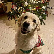 Pearl participe au concours pour gagner de l'argent avec cette photo : dog, golden_retriever, christmas_tree, holiday, festive, sweater, pet, indoor, smiling, decorations, lights, floor, tile, cute, canine, celebration, happy, christmas, home, seasonal