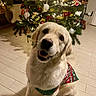 dog, golden_retriever, christmas_tree, holiday, festive, sweater, pet, indoor, smiling, decorations, lights, floor, tile, cute, canine, celebration, happy, christmas, home, seasonal