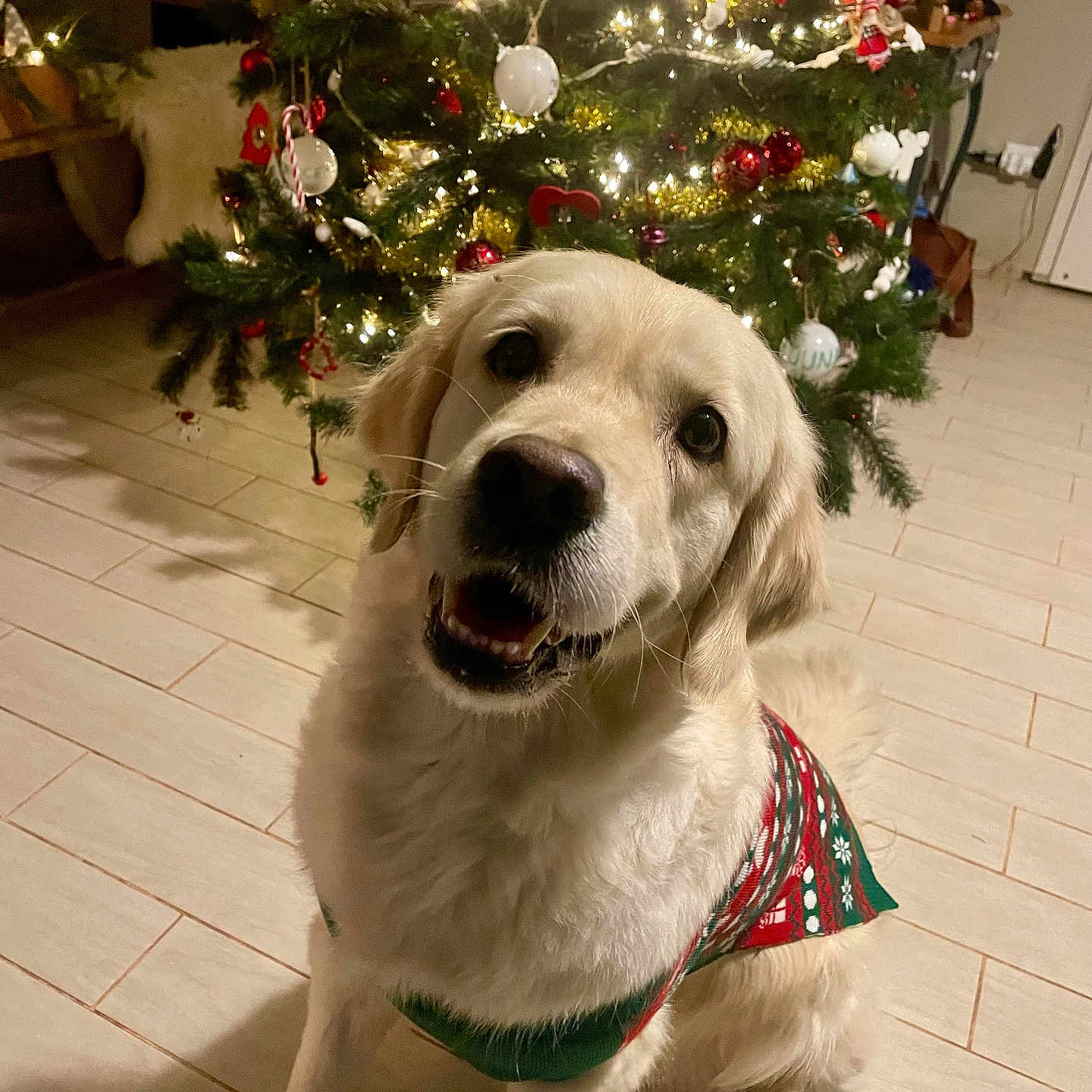 Pearl participe au concours pour gagner de l'argent avec cette photo : dog, golden_retriever, christmas_tree, holiday, festive, sweater, pet, indoor, smiling, decorations, lights, floor, tile, cute, canine, celebration, happy, christmas, home, seasonal