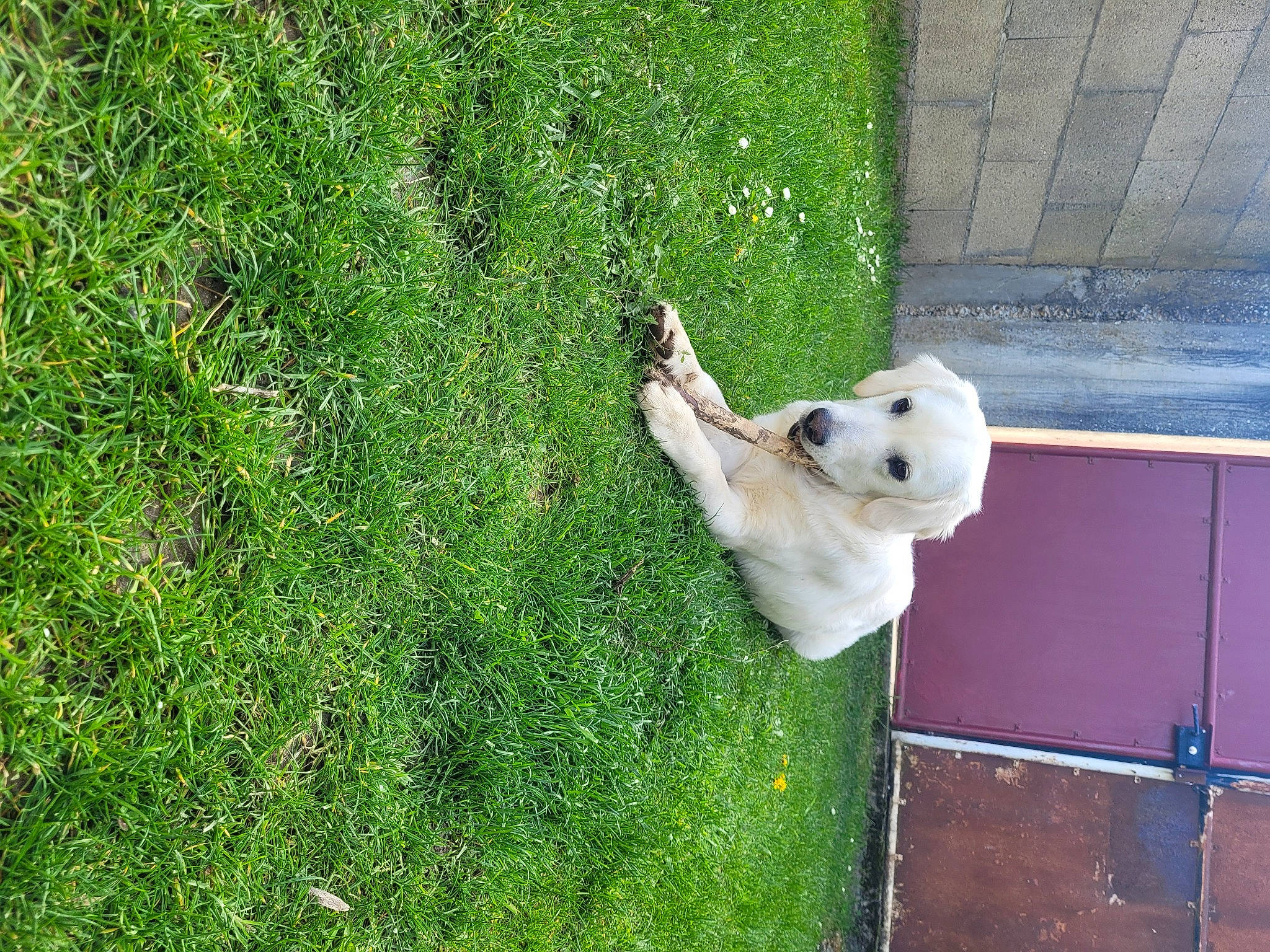 Tala participe au concours pour gagner de l'argent avec cette photo : canidae, carnivore, companion_dog, dog, dog_breed, fawn, flooring, grass, grassland, groundcover, lawn, pasture, people_in_nature, plant, shrub, sporting_group, tail, toy_dog, tree, wood