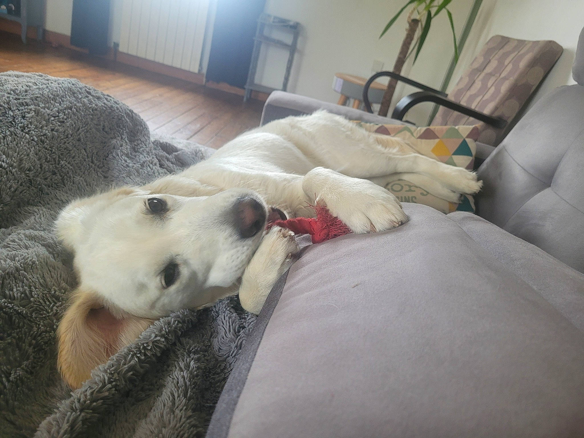 Tala participe au concours pour gagner de l'argent avec cette photo : canidae, carnivore, comfort, companion_dog, couch, dog, dog_breed, fawn, floor, flooring, fur, hardwood, house, houseplant, picture_frame, plant, room, snout, sporting_group, working_animal