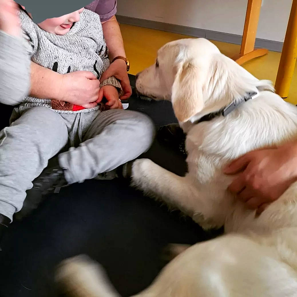 Tala participe au concours pour gagner de l'argent avec cette photo : carnivore, collar, comfort, companion_dog, dog, dog_breed, dog_collar, fawn, foot, fur, human_leg, knee, lap, leash, paw, sitting, sporting_group, tail, thigh, working_animal