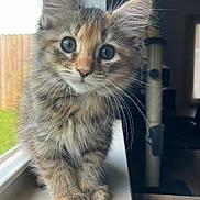 Ember joined the competition — help win amazing prizes! adorable, animal, cat, closeup, curious, cute, domestic, eyes, face, fur, furry, indoor, kitten, natural_light, paws, pet, soft, whiskers, window, young