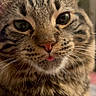 animal, brown, cat, close_up, ears, eyes, fluffy, funny, fur, gray, indoors, nose, pet, portrait, staring, striped, tabby_cat, tongue, warm_lighting, whiskers