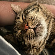 Dipsy joined the competition — help win amazing prizes! animal_face, brown_fur, cat, close_up, closed_eyes, cozy, feline, funny_expression, indoors, lap, pet, photography, pink_nose, portrait, relaxed, sleepy, soft_lighting, striped_fur, tabby_cat, whiskers