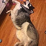 Oreo is registered to the contest to win money with this photo: dog, husky, toy, floor, wooden_floor, indoor, pet, playful, lying_down, canine, fur, animal, bite, colorful, cone_toy, domestic_animal, paw, relaxed, home, pet_toy