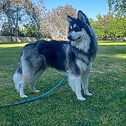 Oreo is registered to the contest to win money with this photo: dog, grass, leash, outdoor, park, canine, blue_sky, tree, fur, pet, animal, nature, daylight, mammal, standing, alert, portrait, domestic_animal, leisure, summer