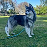 dog, grass, leash, outdoor, park, canine, blue_sky, tree, fur, pet, animal, nature, daylight, mammal, standing, alert, portrait, domestic_animal, leisure, summer