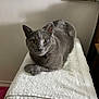 cat, gray_cat, towel, indoor, pet, animal, feline, fur, whiskers, yellow_eyes, resting, looking_at_camera, domestic, home, mirror, reflection, person, arm, table, white_towel