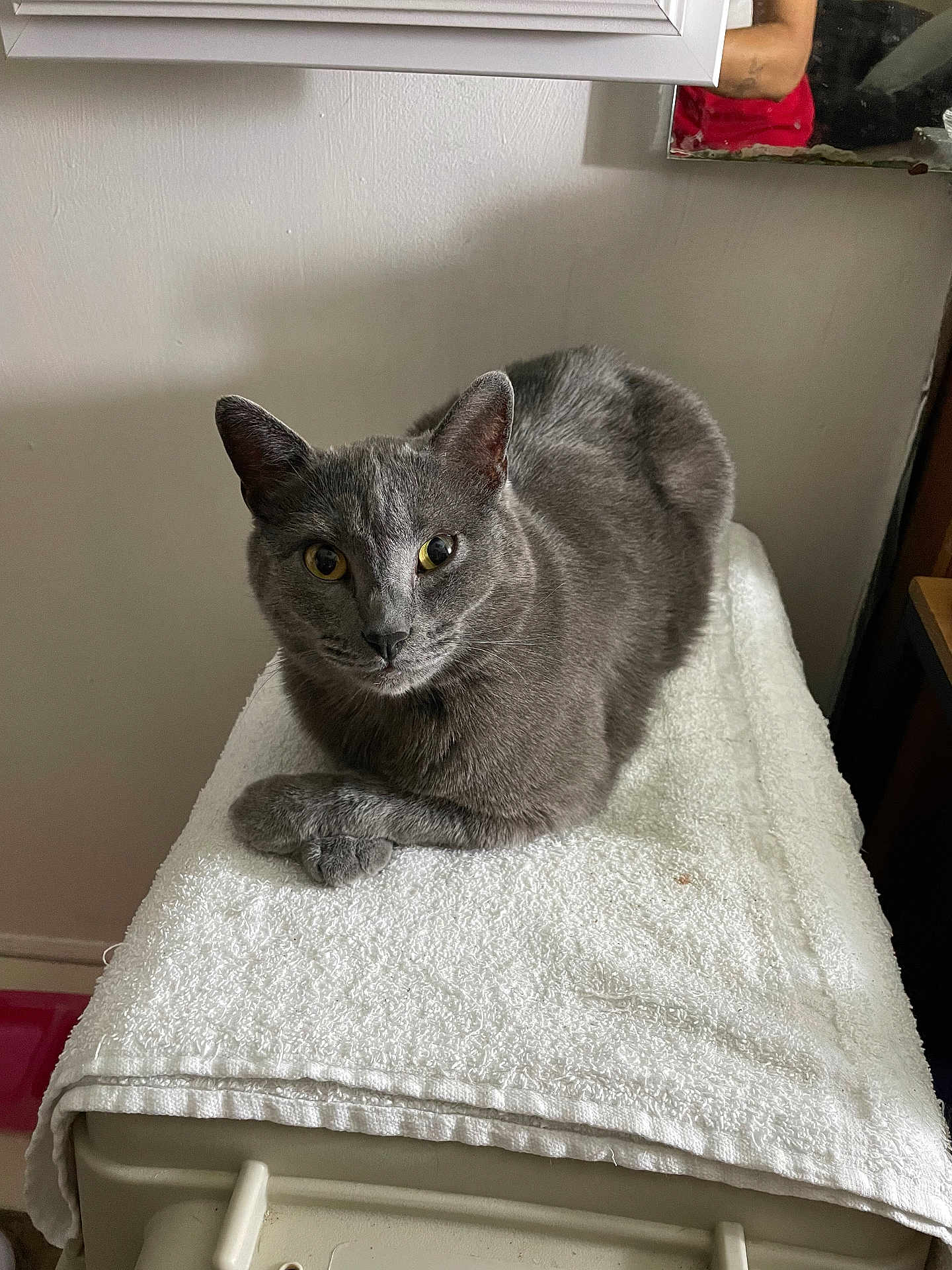 Bella