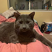 Tiggs joined the competition — help win amazing prizes! animal, bed, blanket, carpet, cat, cozy, curious, curtain, domestic, fur, furniture, gray_cat, indoor, looking, pet, pillow, relaxing, room, whiskers, window