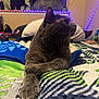 Tiggs joined the competition — help win amazing prizes! animal, bed, bedroom, blanket, cat, colorful_blanket, cozy, crossed_paws, curtain, domestic_cat, feline, gray_cat, indoor, paws, pet, relaxed, resting, soft_lighting, string_lights, window