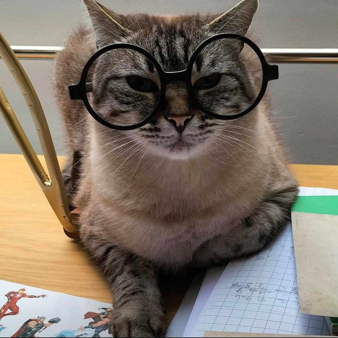 Mooky Potter a rejoint le concours — aidez-le/la à gagner de superbes lots ! accessories, animal, book, cat, computer, desk, face, furniture, glasses, head, kitten, pen, person, pet, photography, portrait, publication, reading, table, text