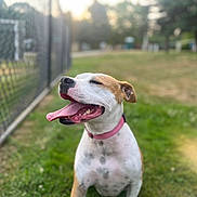 Moo joined the competition — help win amazing prizes! dog, canine, pet, animal, outdoor, grass, collar, tongue, happy, yawning, park, chain_link_fence, sunlight, nature, mammal, friendly, brown_and_white, summer, daytime, closeup