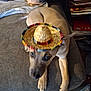 dog, puppy, sombrero, hat, couch, paws, eyes, brown_fur, indoor, blanket, bookshelf, magazines, sitting, looking_up, cute, pet, portrait, fabric, living_room, playful
