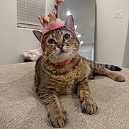 Mookie joined the competition — help win amazing prizes! cat, tabby, pet, animal, crown, hat, collar, bell, bed, feline, indoor, cute, looking_up, whiskers, ears, fur, resting, domestic, cozy, portrait