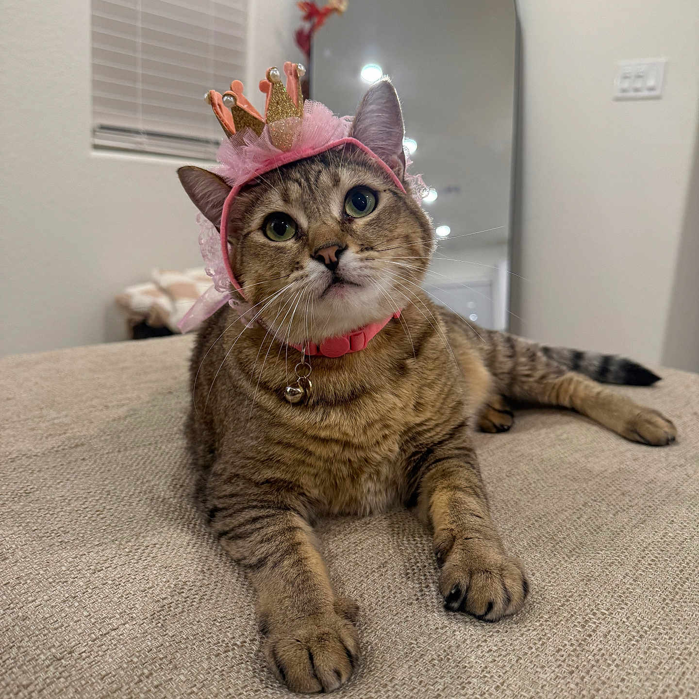 Mookie joined the competition — help win amazing prizes! animal, bed, bell, cat, collar, cozy, crown, cute, domestic, ears, feline, fur, hat, indoor, looking_up, pet, portrait, resting, tabby, whiskers