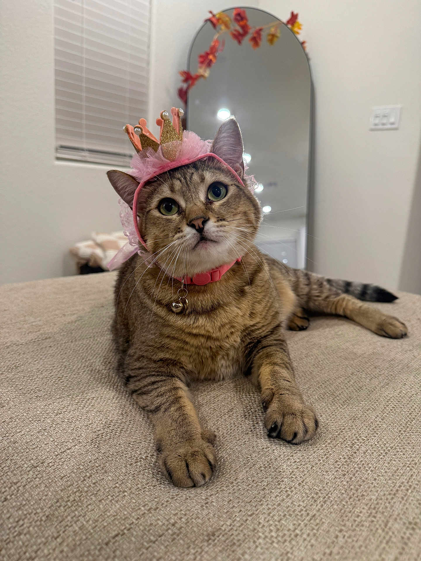Mookie joined the competition — help win amazing prizes! cat, tabby, pet, animal, crown, hat, collar, bell, bed, feline, indoor, cute, looking_up, whiskers, ears, fur, resting, domestic, cozy, portrait