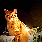 Pete joined the competition — help win amazing prizes! cat, orange_tabby, animal, pet, night, outdoor, railing, white_railing, feline, glowing, illuminated, fur, plant, greenery, sitting, portrait, quiet, calm, domestic_cat, whiskers