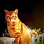 cat, orange_tabby, animal, pet, night, outdoor, railing, white_railing, feline, glowing, illuminated, fur, plant, greenery, sitting, portrait, quiet, calm, domestic_cat, whiskers