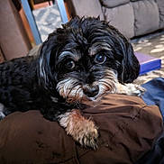 Max is registered to the contest to win money with this photo: affenpinscher, animal, architecture, armchair, building, canine, chair, cockerspaniel, couch, cushion, dog, furniture, hound, indoors, livingroom, pet, poodle, puppy, room, terrier